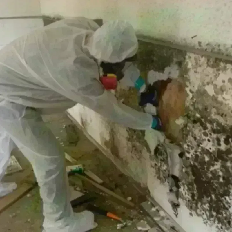 Mold Remediation and Removal in Milam, TX